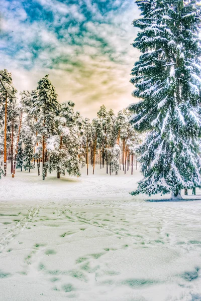 Paysage d'hiver de Noël, épinettes et pins couverts de neige — Photo