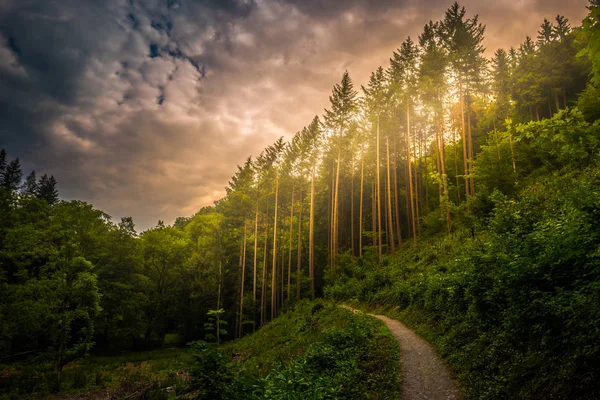 Gyalogos útvonal és a naplemente, a gyönyörű erdőben panorámás kilátás, inspiráló nyári táj, erdő. — Stock Fotó