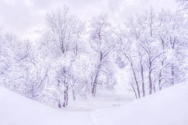 冬季公园冬天的风景与白雪皑皑的树木-冬季下雪场景在复古色调 — 图库照片