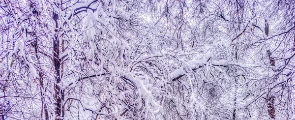 Winterlandschaft mit schneebedeckten Bäumen entlang des Winterparks - winterliche Schneelandschaft in Vintage-Tönen — Stockfoto