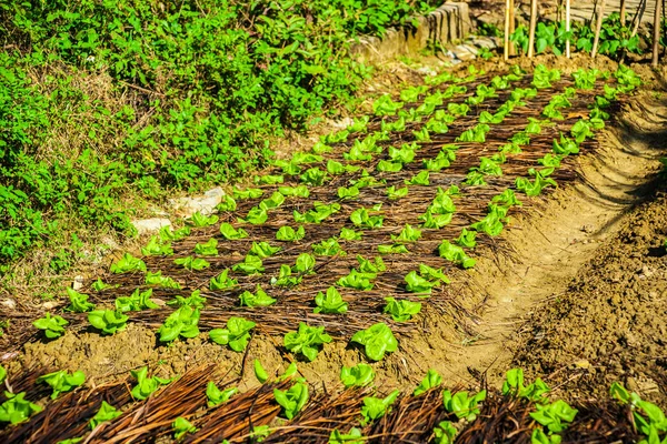 Fileiras de repolho crescendo em um campo em um vulcânico fértil — Fotografia de Stock