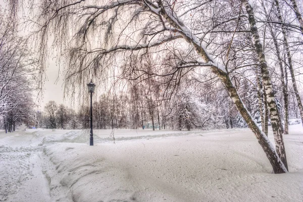 Zimowe miasta snowy parkowej. Drzewa pokryte śniegiem. Park sezon zimowy z samotna latarnia — Zdjęcie stockowe