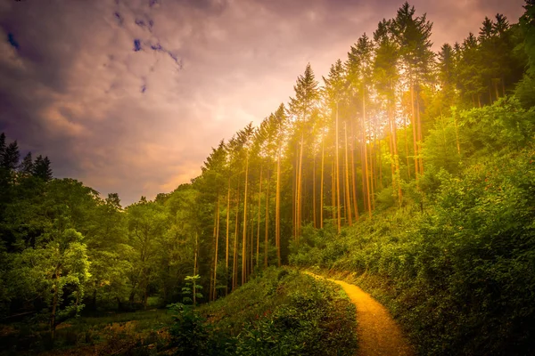 Hiking path and sunset in beautiful woods panoramic view, inspirational summer landscape in forest. — Stock Photo, Image