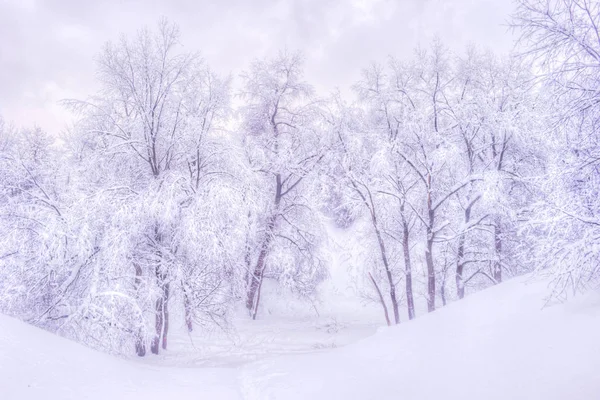 冬季公园冬天的风景与白雪皑皑的树木-冬季下雪场景在复古色调 — 图库照片