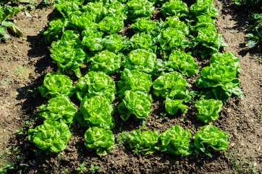Gıda arka plan. Çin lahanası closeup Bahçe Yatak.
