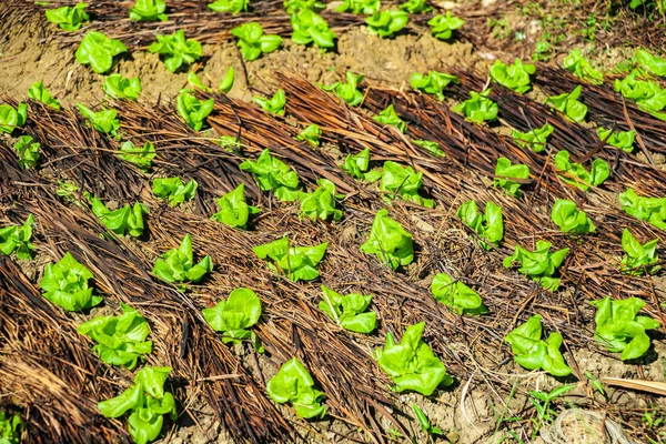 Gıda arka plan. Çin lahanası closeup Bahçe Yatak. — Stok fotoğraf