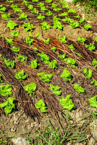 Gıda arka plan. Çin lahanası closeup Bahçe Yatak. — Stok fotoğraf