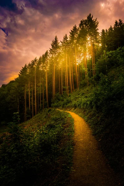 Vandringsled och solnedgång i vacker skog panoramautsikt, inspirerande sommarlandskap i skogen. — Stockfoto