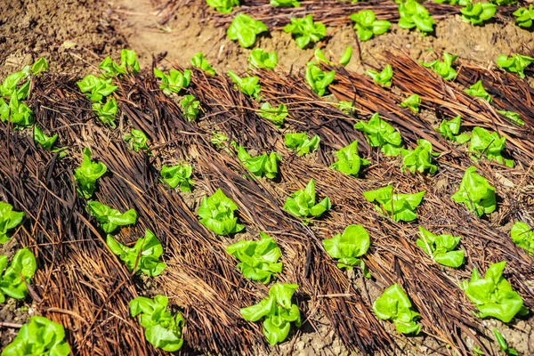 Satır alanında verimli bir volkanik büyüyen lahana — Stok fotoğraf