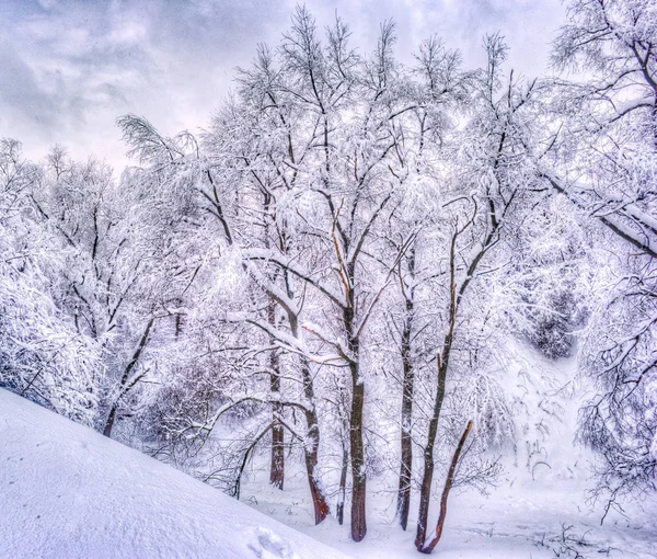 Winterlandschaft mit schneebedeckten Bäumen entlang des Winterparks - winterliche Schneelandschaft in Vintage-Tönen — Stockfoto