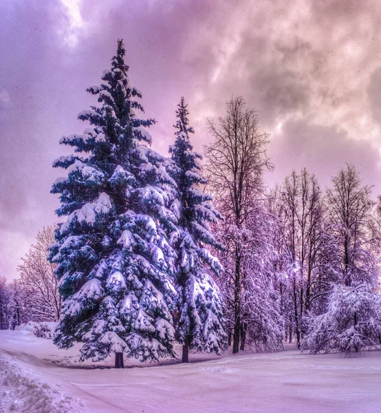 Paysage d'hiver de Noël, épinettes et pins couverts de neige — Photo