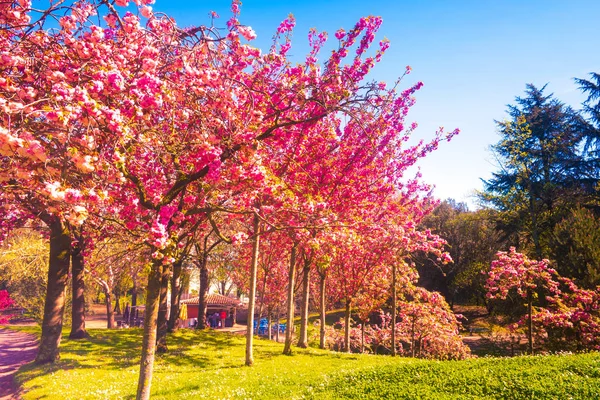 Japán kert Toulouse város park, Franciaország — Stock Fotó