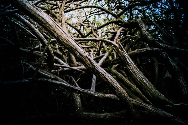 Roots and branches of trees in deep forest. — Stock Photo, Image