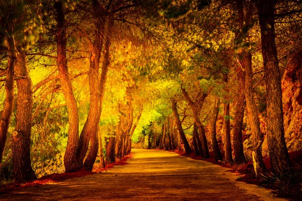 Avenida de pinos en la región mediterránea . —  Fotos de Stock
