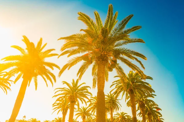 Silhouettes de palmiers contre le ciel — Photo