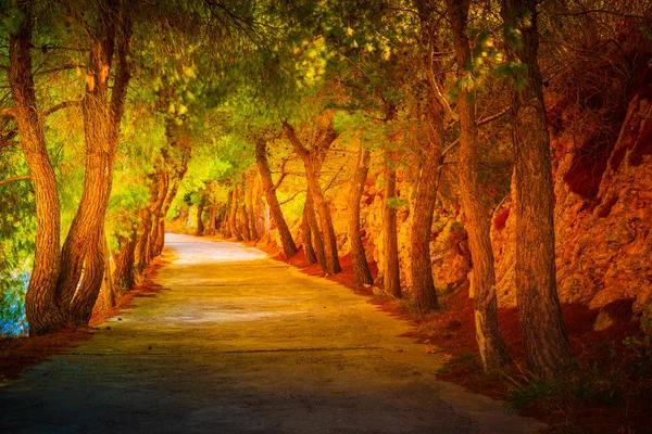 Avenida de pinos en la región mediterránea . —  Fotos de Stock