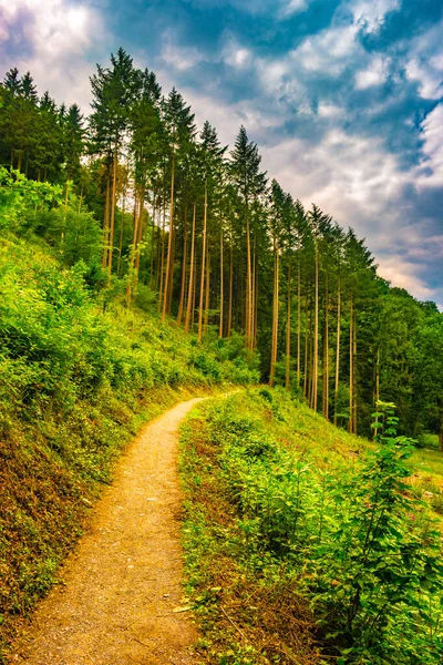 Sendero de senderismo y puesta de sol en hermosos bosques vista panorámica, inspirador paisaje de verano en el bosque . — Foto de Stock