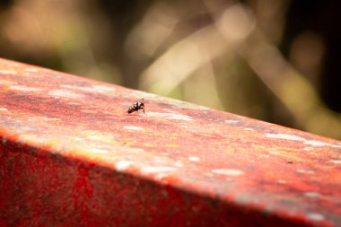 Bu böcek Kızıl Orman Köprüsü'nde.