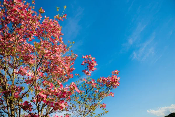 桜の花は日本の代表的なものであり 国のシンボルでもある — ストック写真