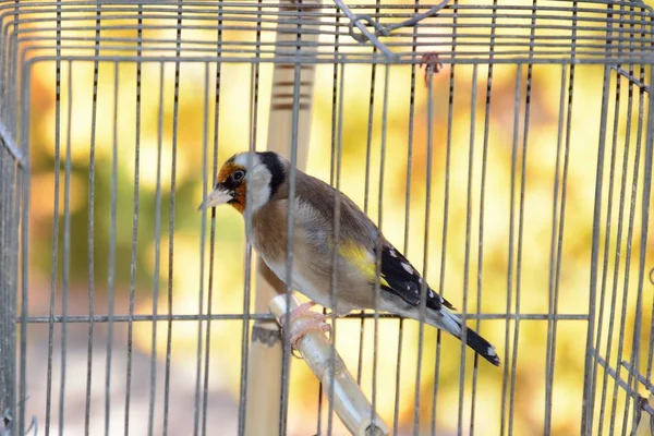 Pajaro Triste Enjaulado Jilguero Metido Una Jaula — стоковое фото