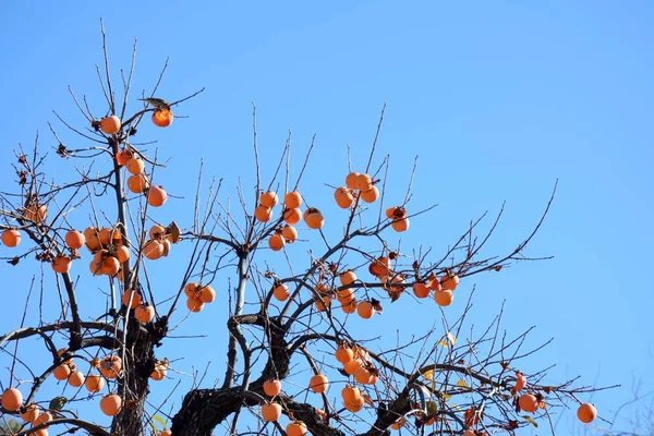 Arbol Del Caqui Cargado Frutos — Zdjęcie stockowe