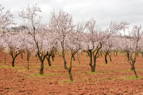 Paysage Fleurs Amandier Hiver — Photo