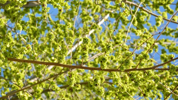 Crescimento Árvores Primavera — Fotografia de Stock