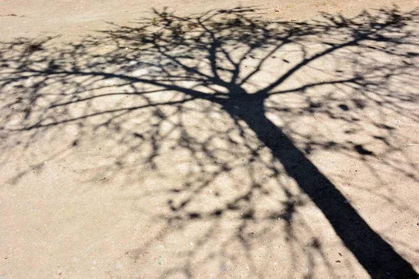 Bayangan Pohon Tanah — Stok Foto