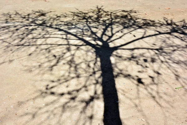 Bayangan Pohon Tanah — Stok Foto