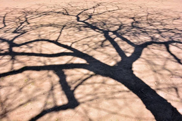 Тінь Дерев Землі — стокове фото
