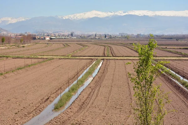 Vega Granada Met Sierra Nevada Achtergrond — Stockfoto
