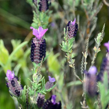 Lavandula stoechas, cantueso veya kekik borriquero