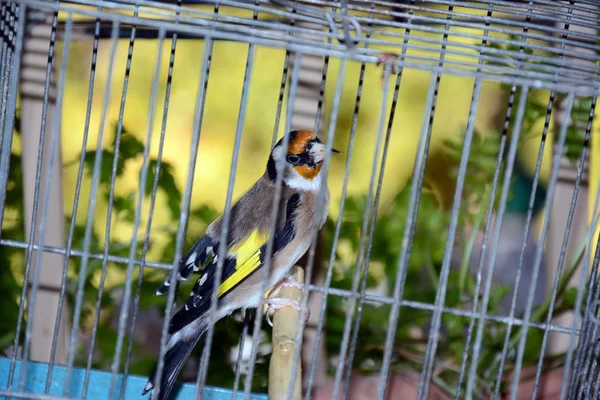 Goldfinch Triste Una Jaula —  Fotos de Stock