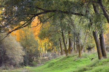 Sonbahar kırsalında sakin yollar