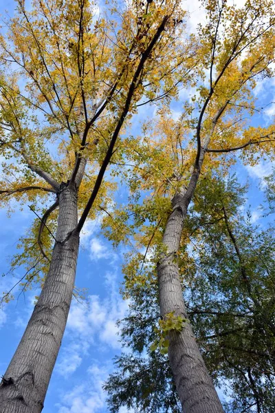 Ein Paar Bäume Tanzen — Stockfoto