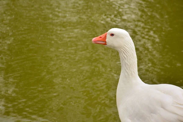 Angry duck showing teeth