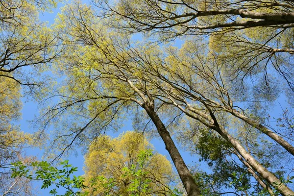 Large Trees Seen Ground — Stock Photo, Image