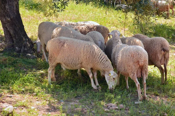 Rebanho Ovinos Pastando Campo — Fotografia de Stock