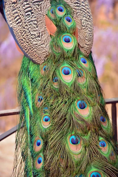 Peacock Feathers Close View — Stock Photo, Image