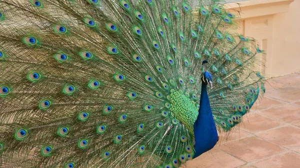 Peacock Tail Feathers Open — Stock Photo, Image