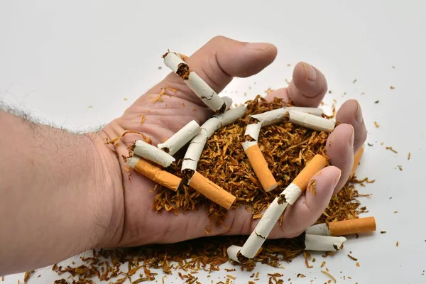 Hand Innehav Och Krossning Handfull Tobak Och Trasiga Cigaretter — Stockfoto