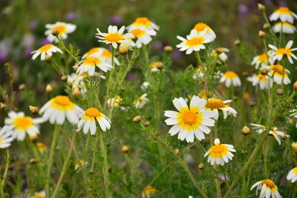 Feld Voller Gänseblümchen Frühling — Stockfoto