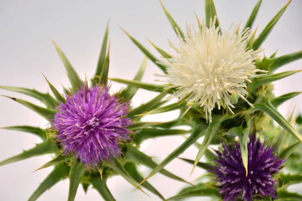 Blooming white and purple thistles on white background