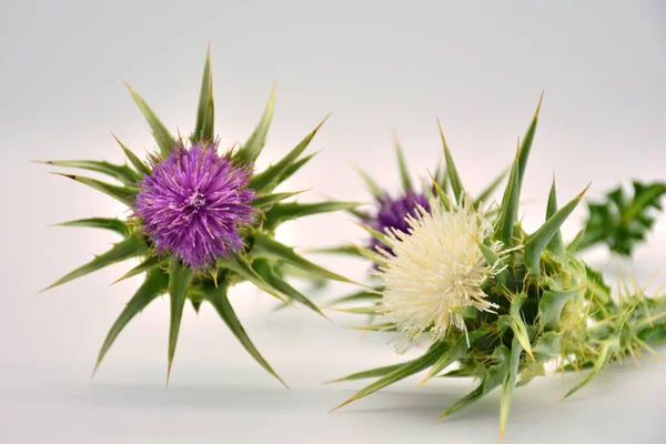 Blooming white and purple thistles on white background