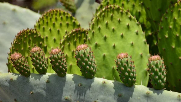 A prickly pear leaf full of green prickly pears