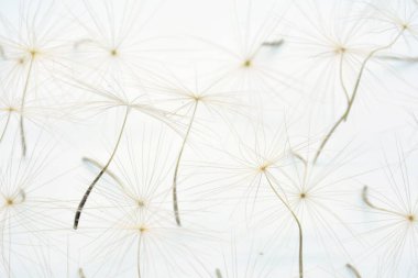 Beyaz arka planlı karahindiba tohumu