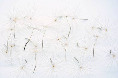 Beyaz arka planlı karahindiba tohumu