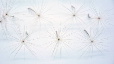 Beyaz arka planlı karahindiba tohumu