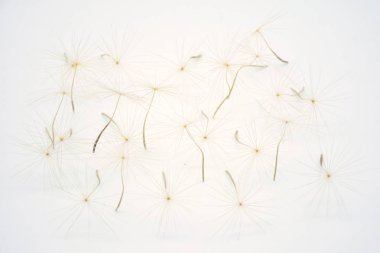 Beyaz arka planlı karahindiba tohumu