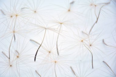 Beyaz arka planlı karahindiba tohumu